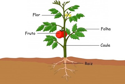 Partes da planta