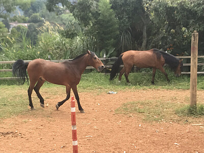 Soneto y tamarindo