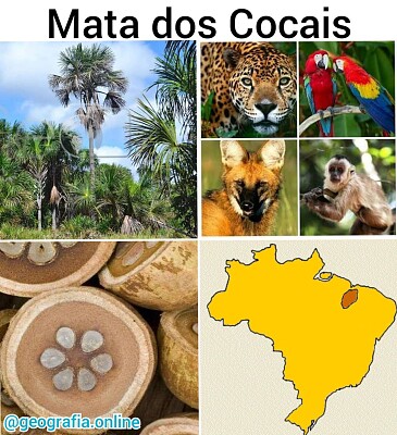 ESTÁ ENTRE FLORESTA AMAZÔNICA, CERRADO E CAATINGA!