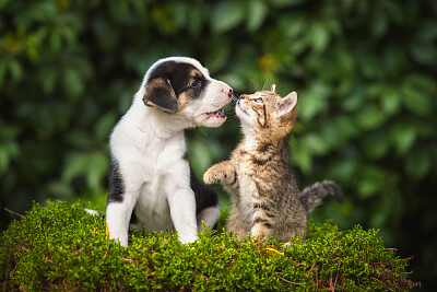 פאזל של Fotos de animais