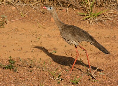 Seriema zamperosse