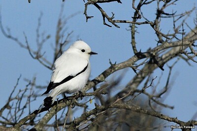 Monjita blanca