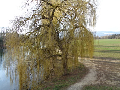 La Sauge saule pleureur