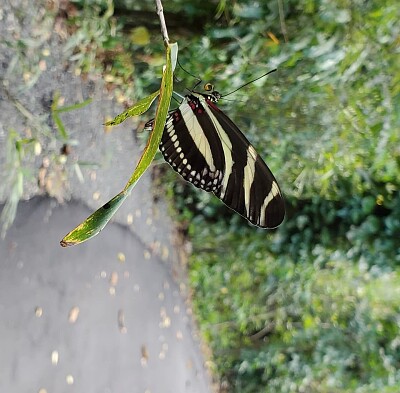 Mariposa, Jardín Botánico, UPR jigsaw puzzle