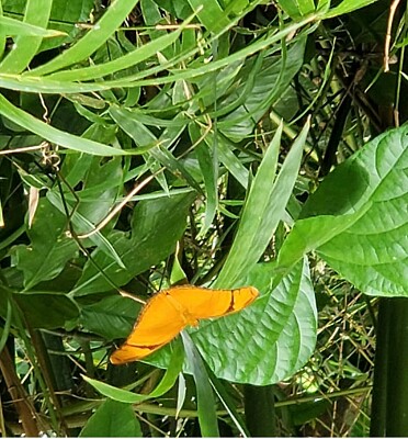 פאזל של Mariposa amarilla