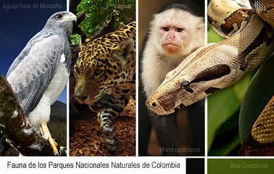 Fauna región Caribe