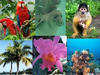 Fauna y flora región Caribe