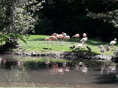 Flamingo jigsaw puzzle