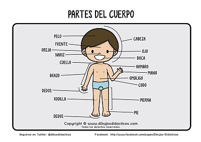 פאזל של PARTES DEL CUERPO