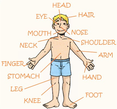 פאזל של Parts of the body