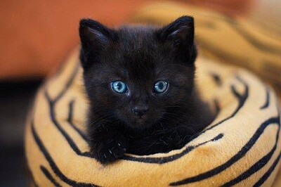un gato negro.