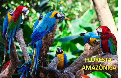 Floresta Amazonica2 jigsaw puzzle