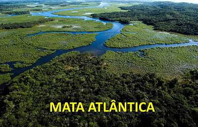 Mata Atlântica jigsaw puzzle