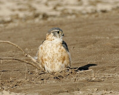 פאזל של Falco columbarius