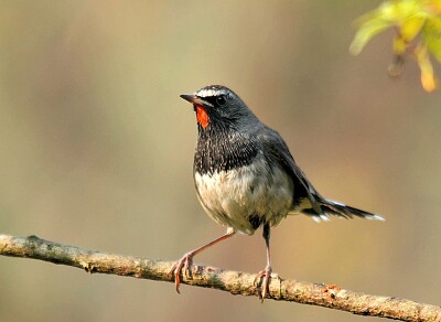 Calliopee codabianca