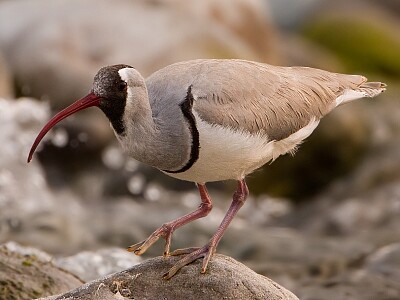 Becco d 'ibis