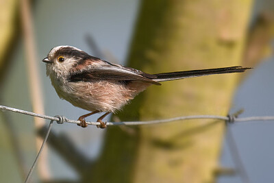 Aegithalos caudatus