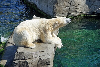 פאזל של Fram,ursul polar
