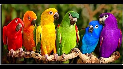 Loros coloridos jigsaw puzzle