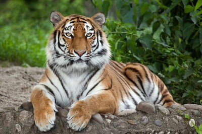 tigre a rayas