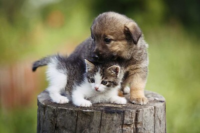 dog and cat jigsaw puzzle