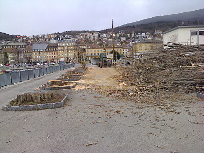 Neuchâtel abattage peupliers