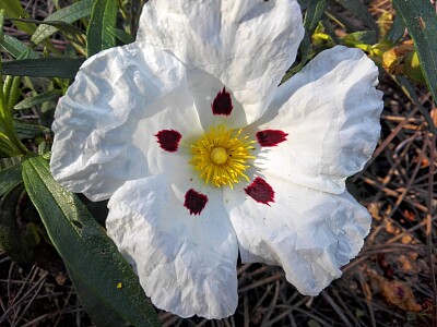 FLOWERS