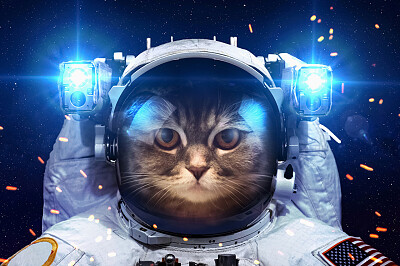 gato astronauta