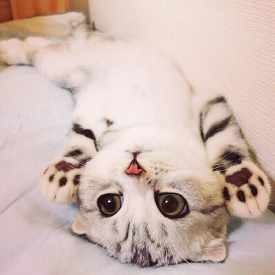 Gatito