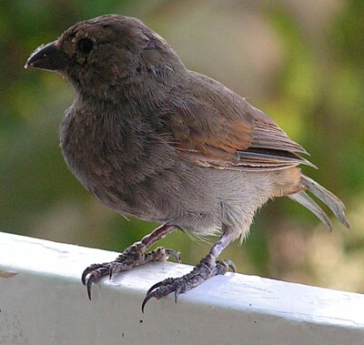 Barbados fullfinch jigsaw puzzle