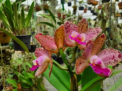 פאזל של Orquidea