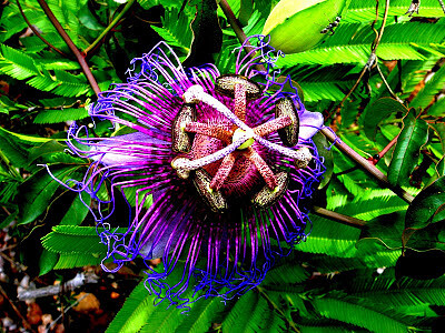 flor