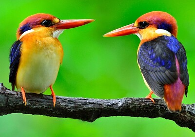 Beautiful birds