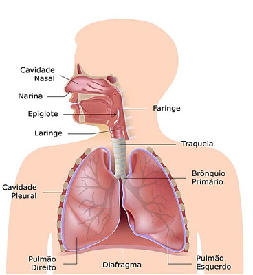 SISTEMA RESPIRATÓRIO 8B jigsaw puzzle