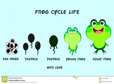 life cycle of a frog