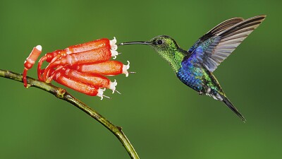 colibri