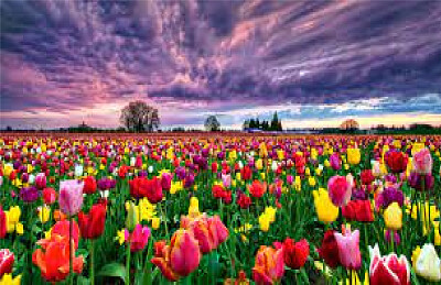 CAMPO DE TULIPANES
