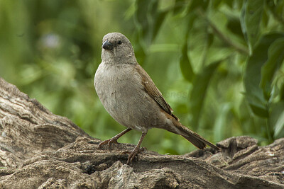 Swahili sparrow