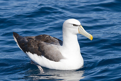 Shy albatross jigsaw puzzle