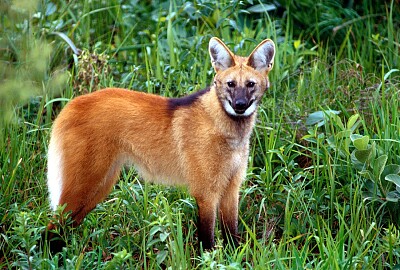 Lobo guará