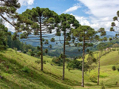 Araucária -Pinheiro do Paraná