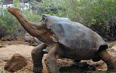 פאזל של Animal endémico de Galápagos