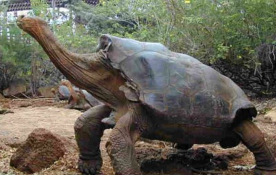 Animal endémico de Galápagos