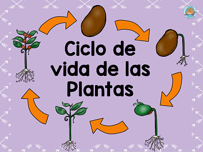 פאזל של CICLO DE LAS PLANTAS