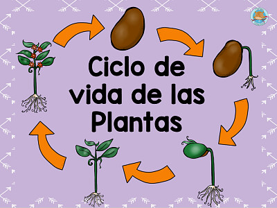 CICLO DE LAS PLANTAS jigsaw puzzle