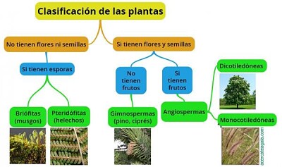 clasificacion de las plantas