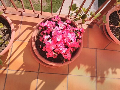 le azalee rosa