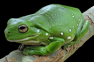 Sapo Gilberto