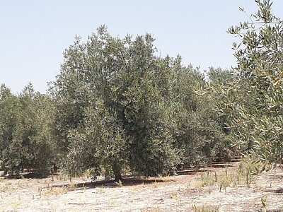 פאזל של זיתים