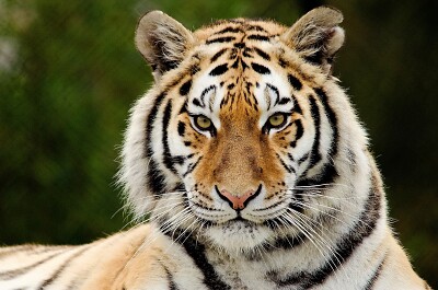 tigre